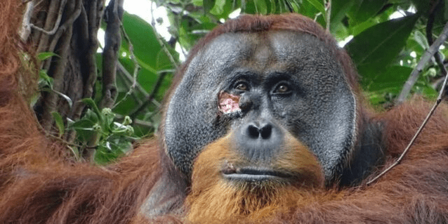 Орангутан-знахар: вперше зафіксовано, як тварина загоює рани листям